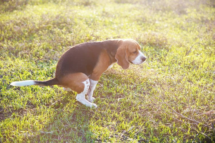 Dog Constipation How To Help Your Dog Poop Quickly Vetnique Vetnique Labs